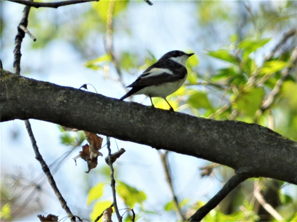 Balia nera (Ficedula hypoleuca)